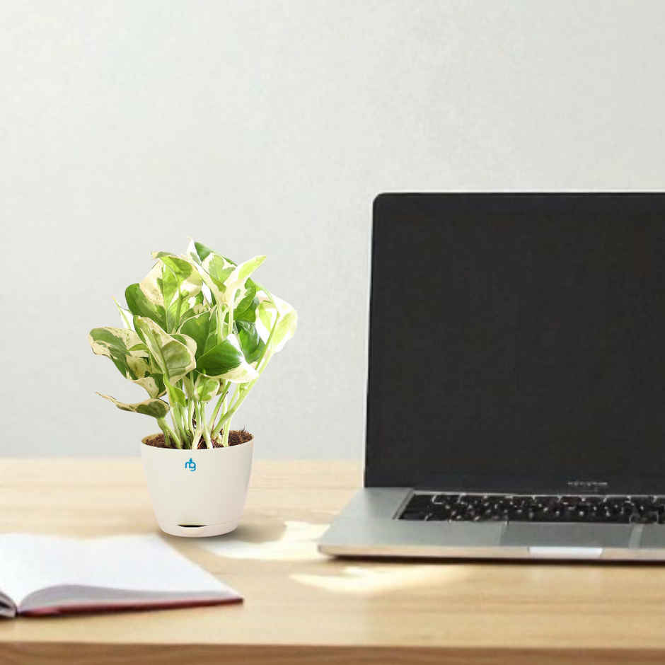 Nurturing Green - Air Purifying Njoy Money Plant in Self-Watering Ivory Pot (Size: 8 x 6.5 cm)