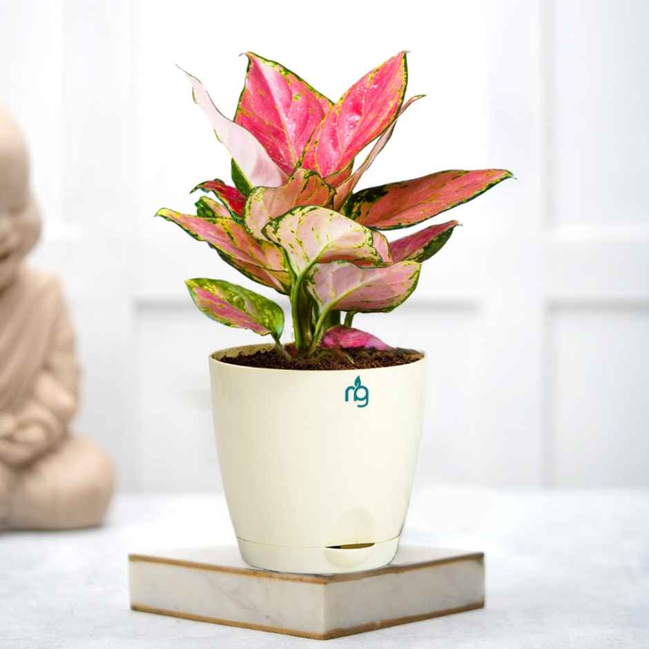 Nurturing Green - Self Watering Pots | Set of 5 | Ivory | Size: 11.5cm x 11cm | Flower Pots