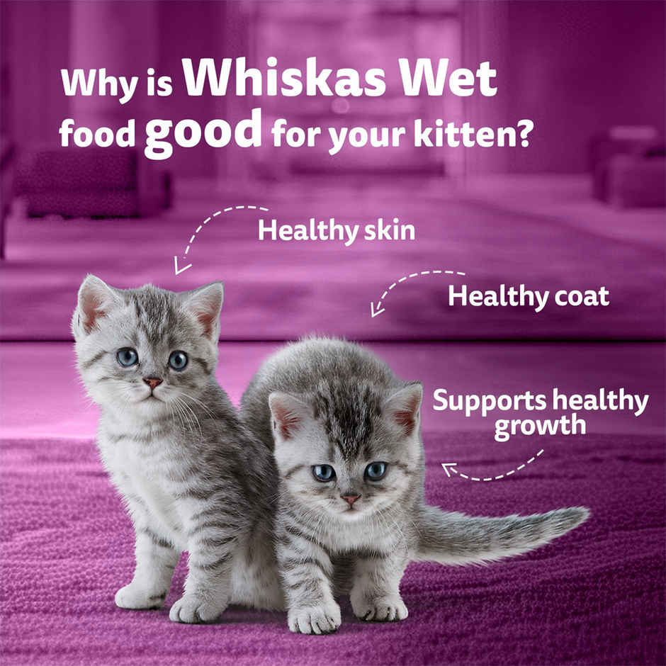 Whiskas Kitten Wet Cat Food Salmon in Jelly