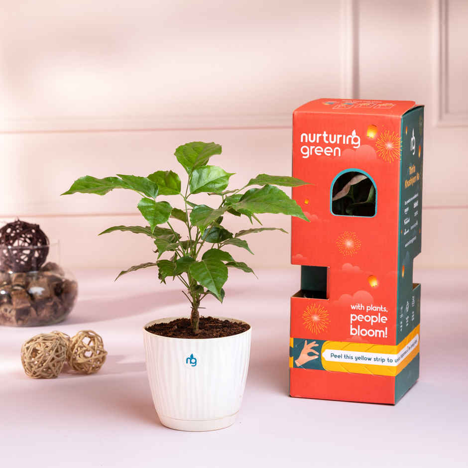 Nurturing Green - Combo of 3 Air-Purifying Indoor Plants