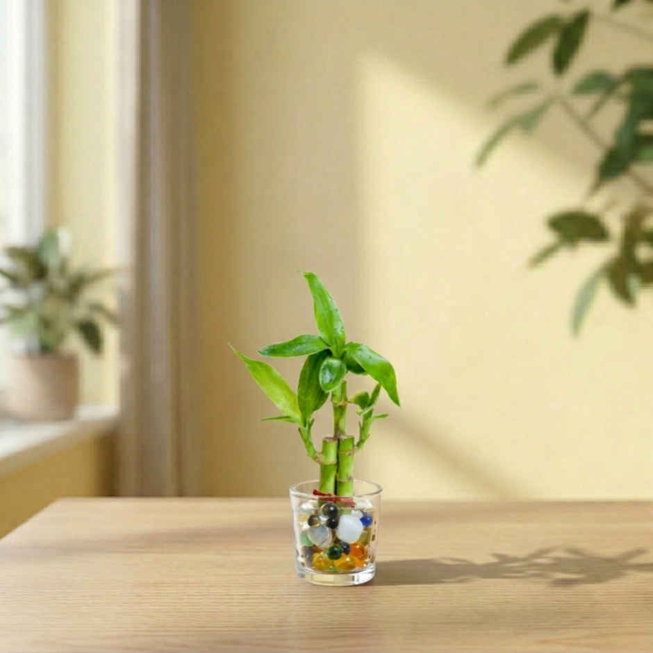 Nurturing Green Lucky Bamboo Plant (3-Stems) in Glass Pot | Gifting & Décor