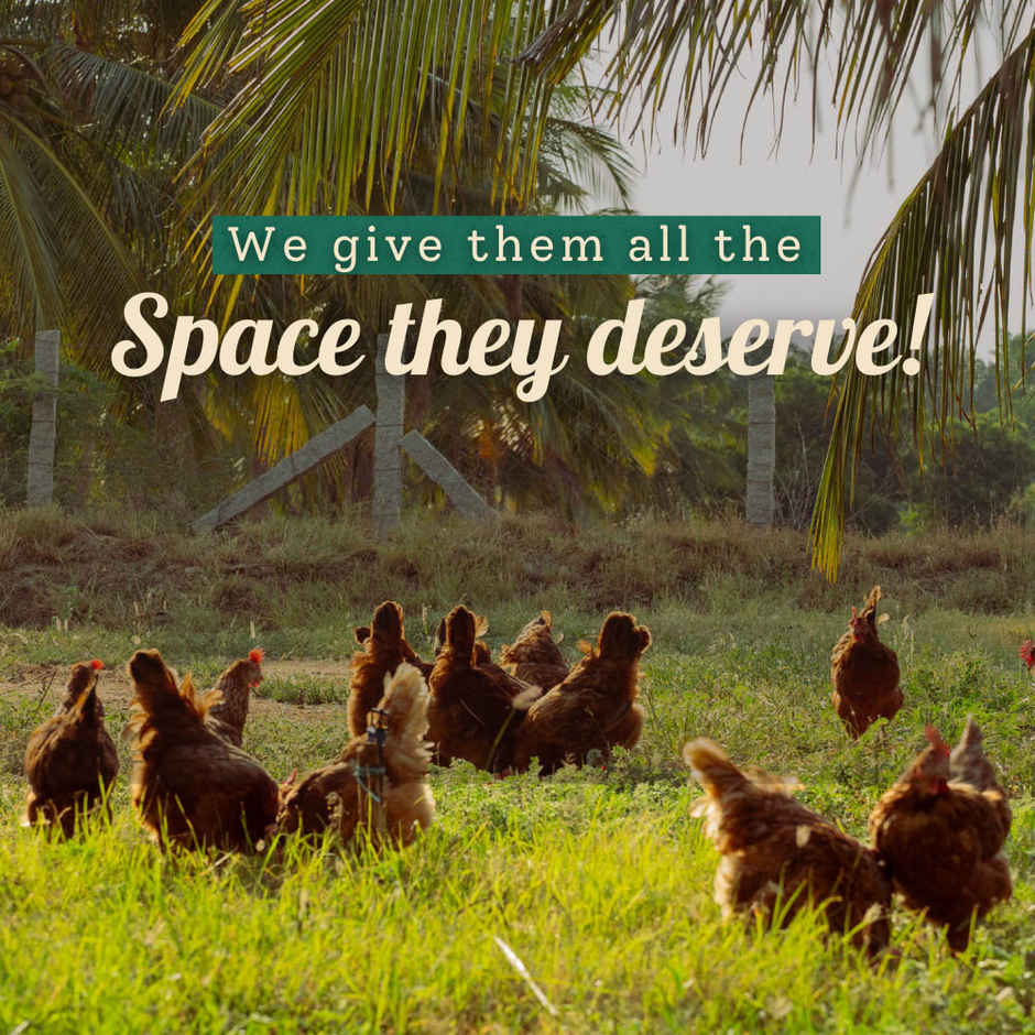 Farm Made Free Range Brown Eggs, 12 Pieces - Protein Rich, Veg Feed, Non-Fertile (12pc) & Blueberry (125g) Combo