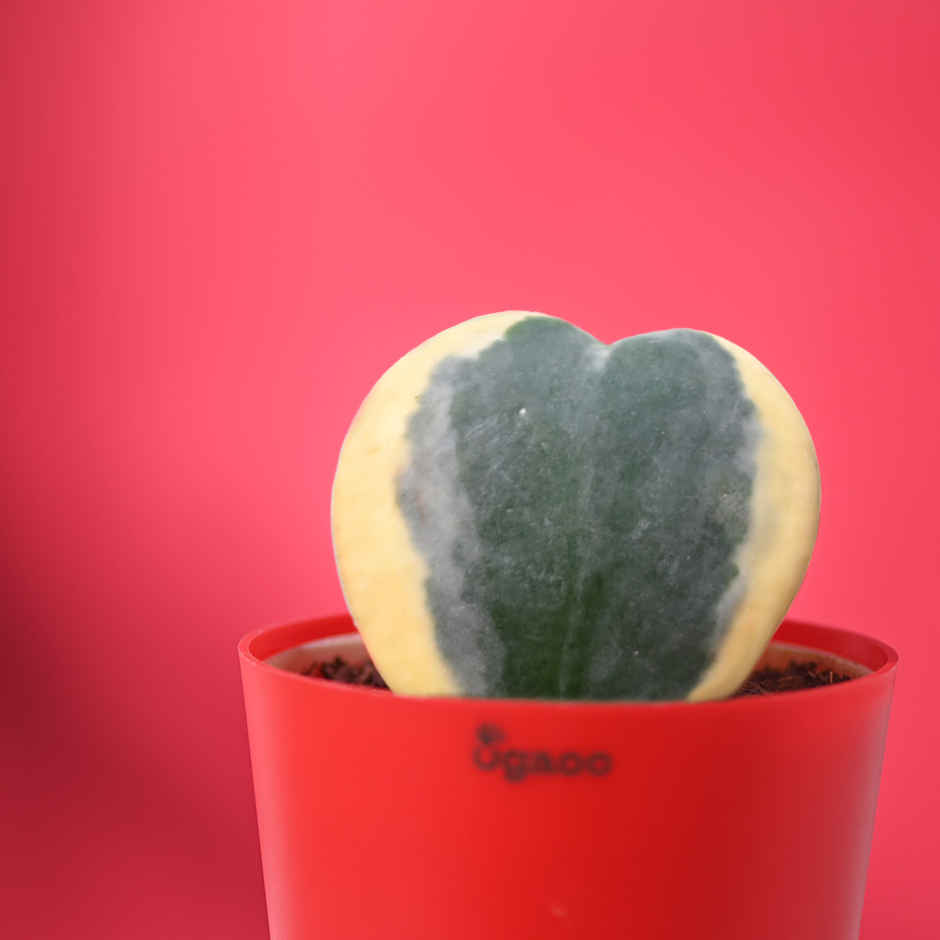 Ugaoo Heart Hoya Verigated Plant With Red Self Watering Pot(1pc) & Fnp Radiant Red Rose Bouquet(1pc) Combo