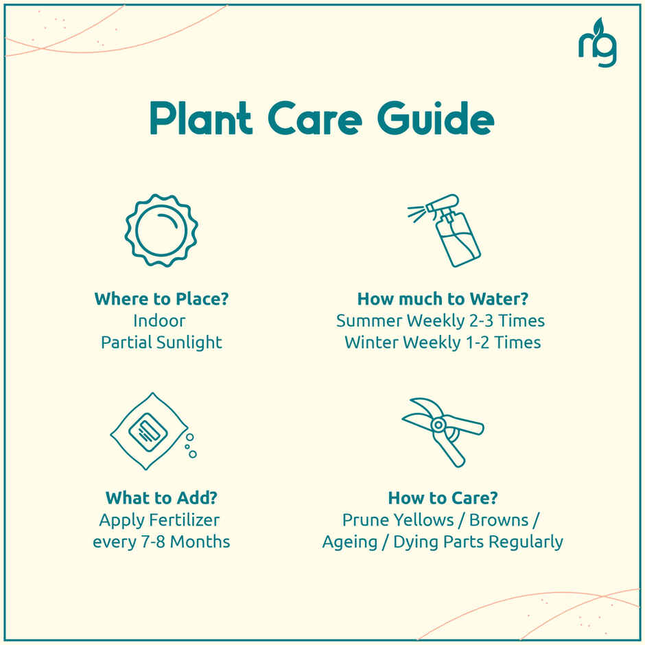 Nurturing Green - Combo of 3 Air-Purifying Indoor Plants