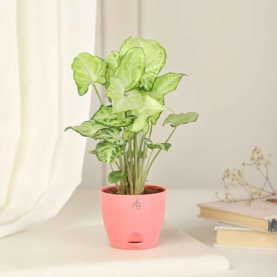 Nurturing Green - Self Watering Pots | Set of 3 | Peach | Size: 8cm x 6.5cm | Plant Pots with Tray