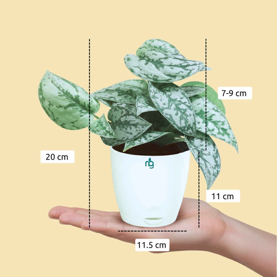 Nurturing Green - Air Purifying Silver Money Plant in Self-Watering Ivory Pot (Size: 11.5 x 11 cm)
