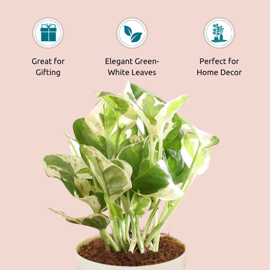 Nurturing Green - Air Purifying Njoy Money Plant in Self-Watering Ivory Pot (Size: 8 x 6.5 cm)