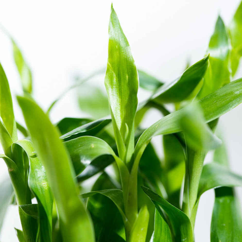 Ugaoo Three Layer Bamboo Plant | Gifting & Decor