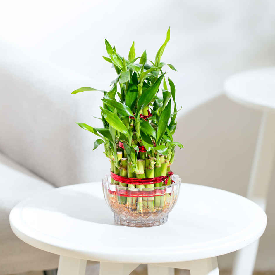 Ugaoo Three Layer Bamboo Plant | Gifting & Decor