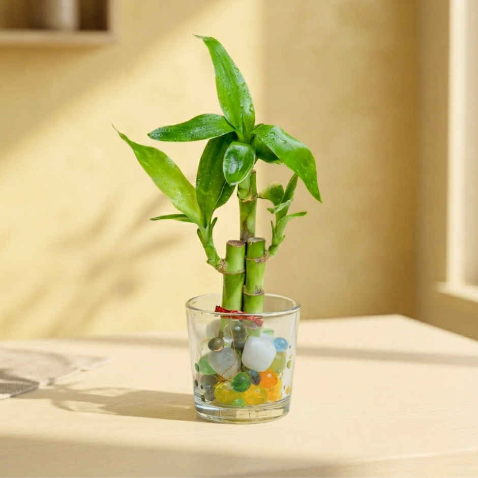 Nurturing Green Lucky Bamboo Plant (3-Stems) in Glass Pot | Gifting & Decor