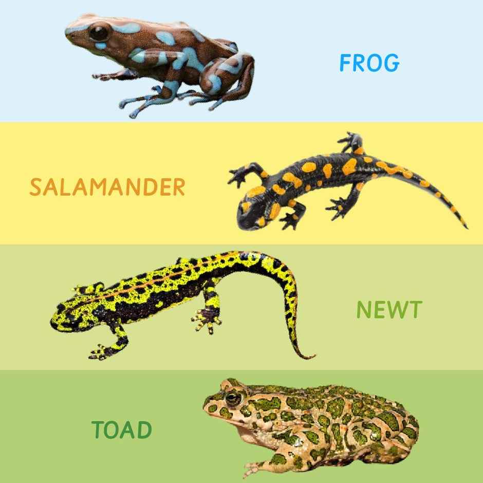 Ariro Toys Rotating Puzzle - Amphibians