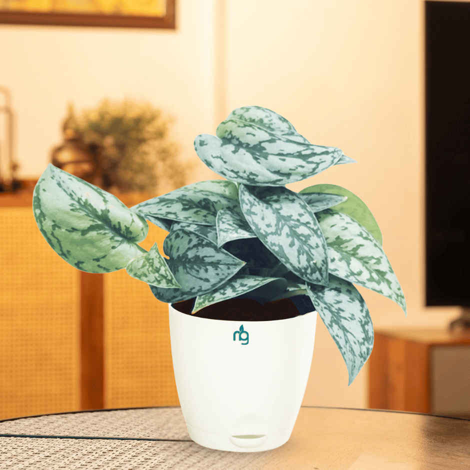 Nurturing Green - Air Purifying Silver Money Plant in Self-Watering Ivory Pot (Size: 11.5 x 11 cm)