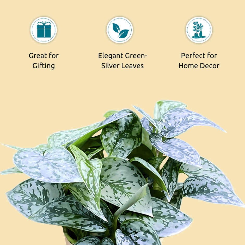 Nurturing Green - Air Purifying Silver Money Plant in Self-Watering Ivory Pot (Size: 11.5 x 11 cm)