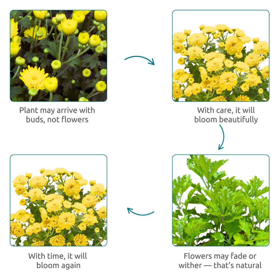 Nurturing Green - Chrysanthemum Yellow Indoor Plant in Self Watering Ivory Pot (Size: 11.5 x 11 cm)