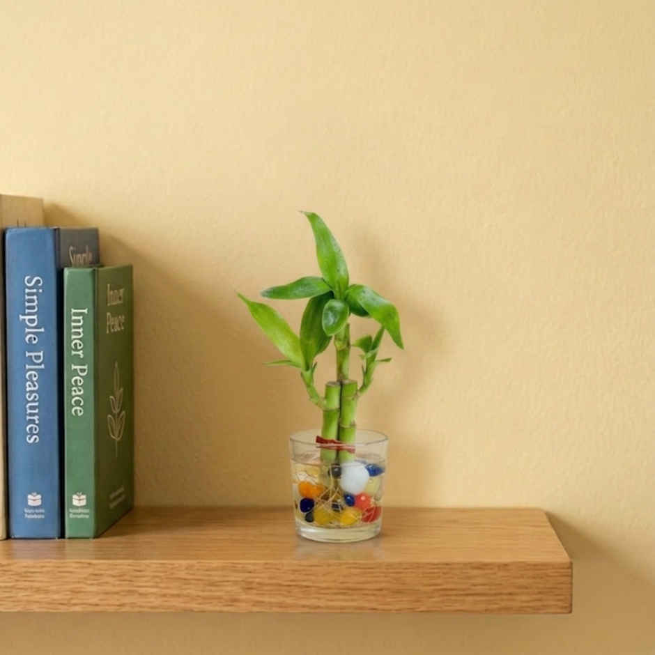 Nurturing Green Lucky Bamboo Plant (3-Stems) in Glass Pot | Gifting & Decor