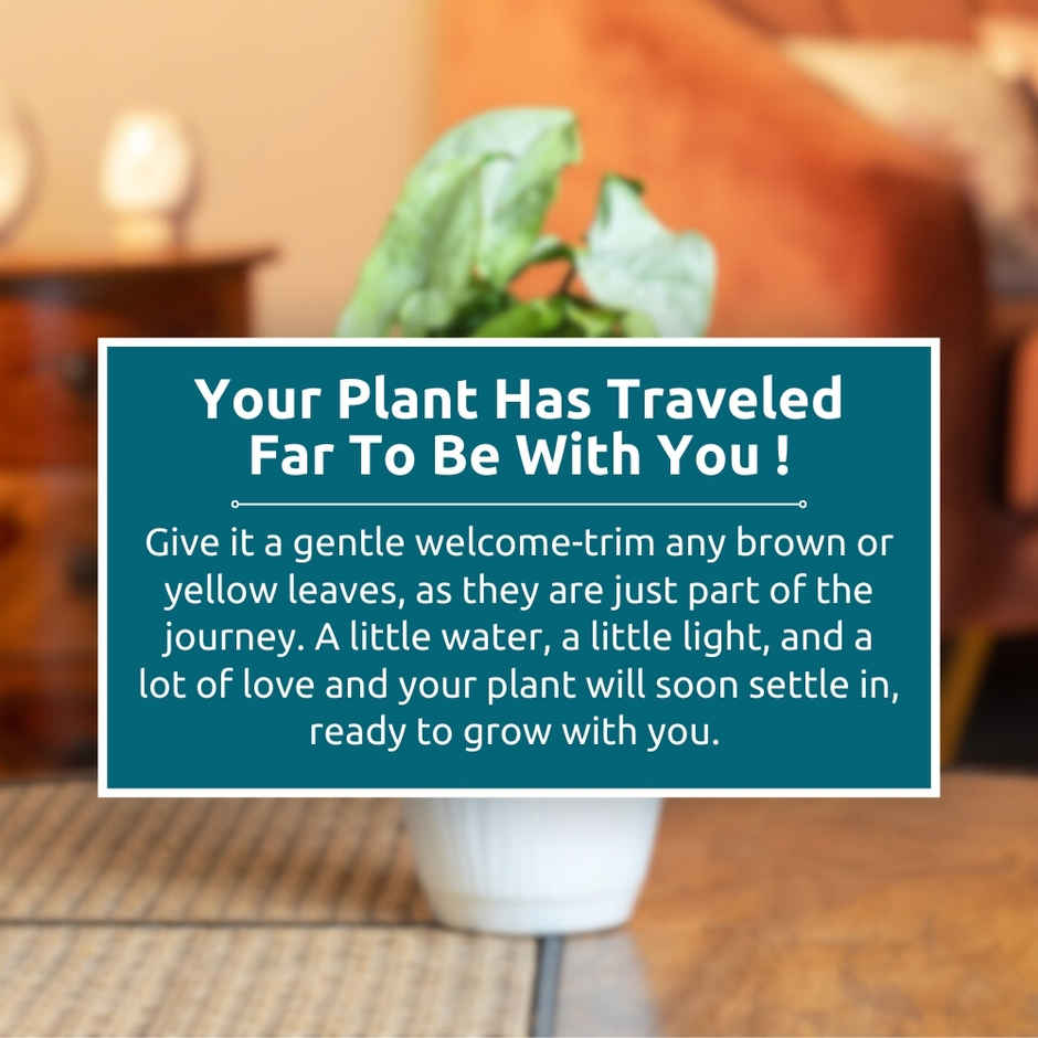 Nurturing Green Syngonium White Plant in Self Watering Pot | Gifting & Decor
