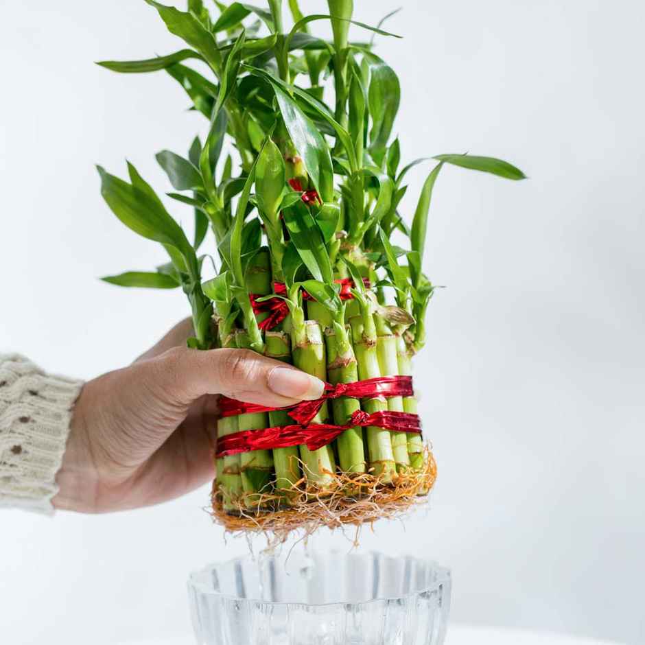 Ugaoo Three Layer Bamboo Plant | Gifting & Decor