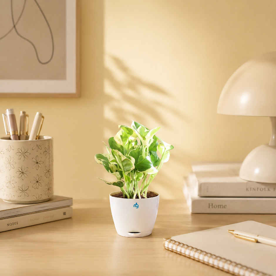 Nurturing Green Air Purifying Njoy Money Plant in Self Watering Ivory Pot | Gifting & Decor