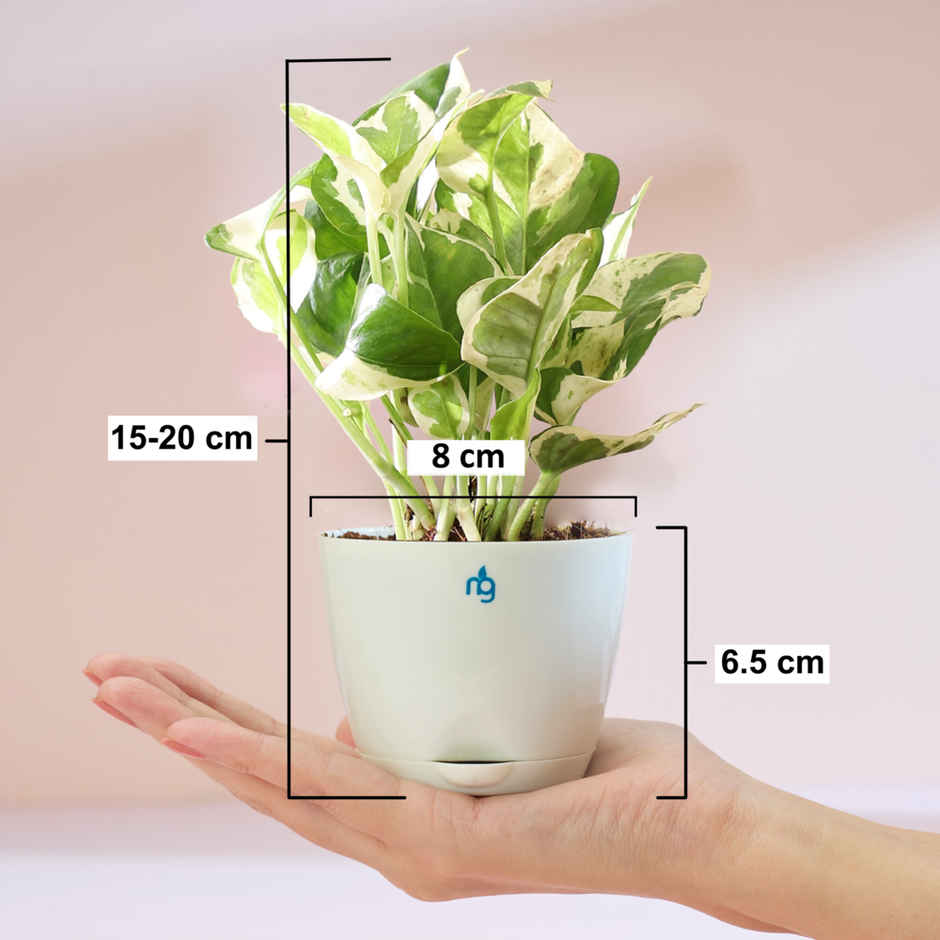 Nurturing Green - Air Purifying Njoy Money Plant in Self-Watering Ivory Pot (Size: 8 x 6.5 cm)