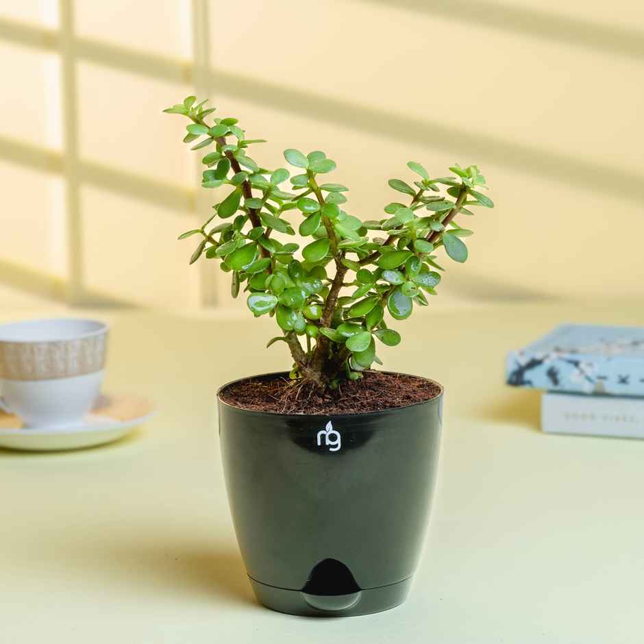Nurturing Green - Jade Plant in Self Watering Pot (Black, 11.5cm x 11cm) | Lucky Plant Gift
