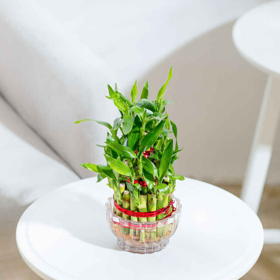 Ugaoo Three Layer Bamboo Plant | Gifting & Decor