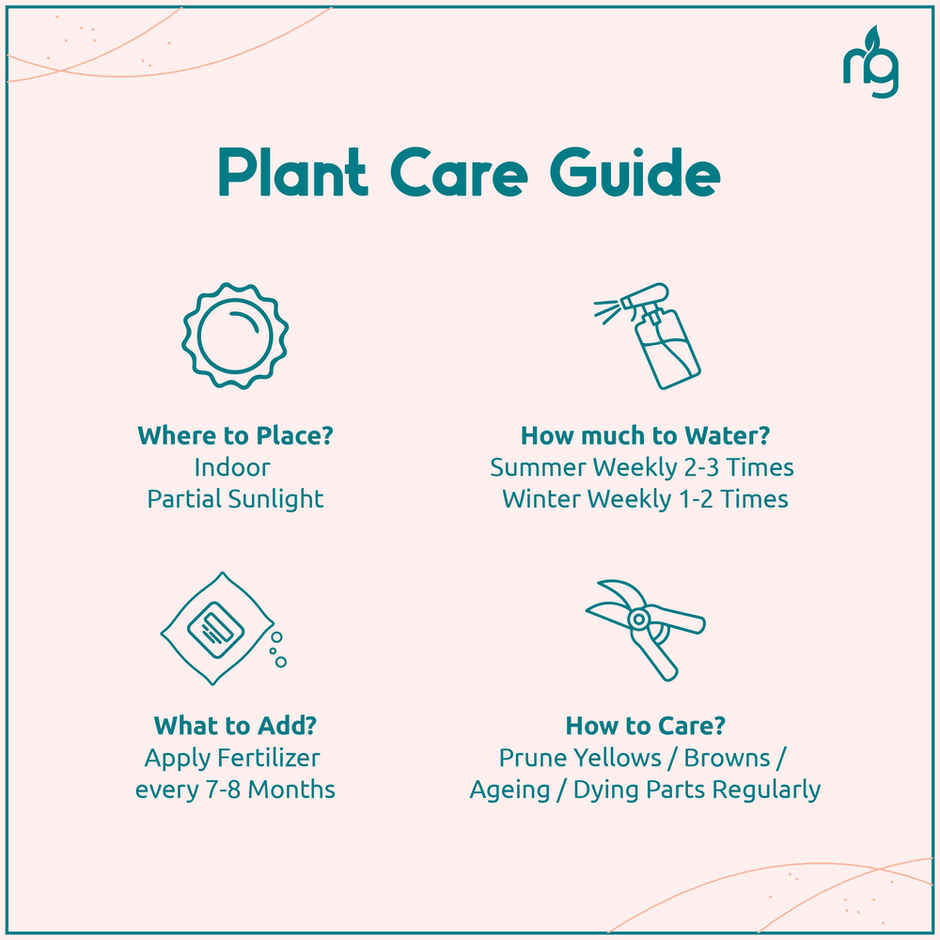 Nurturing Green - Syngonium White Plant in Self Watering Pot (Ivory, 9.5cm x 8.5cm) | Live Plants