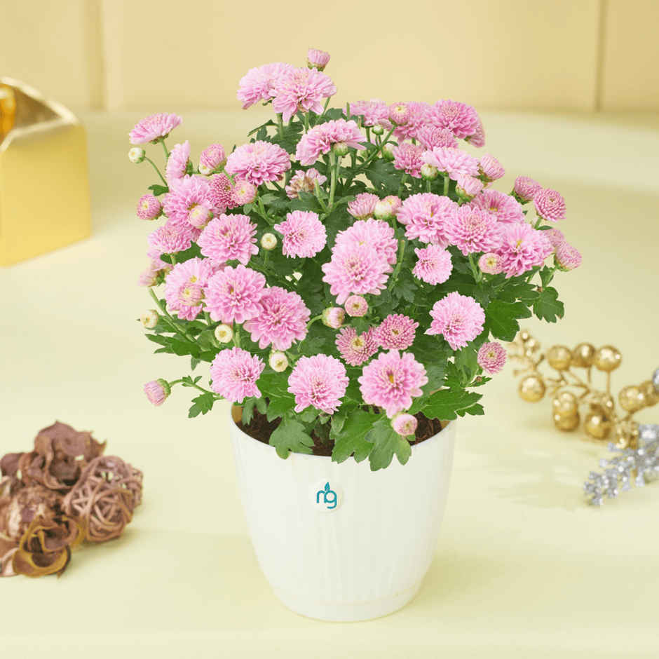 Nurturing Green Chrysanthemum Multiflora Light Pink Flowering Plant in Ivory Pot