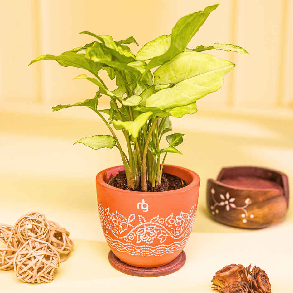 Nurturing Green - Syngonium White Indoor Plant in Printed Terracotta Planter (Size: 10 x 8 cm)