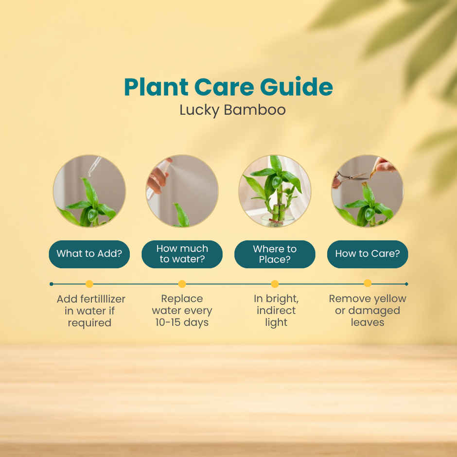 Nurturing Green Lucky Bamboo Plant (3-Stems) in Glass Pot | Gifting & Décor