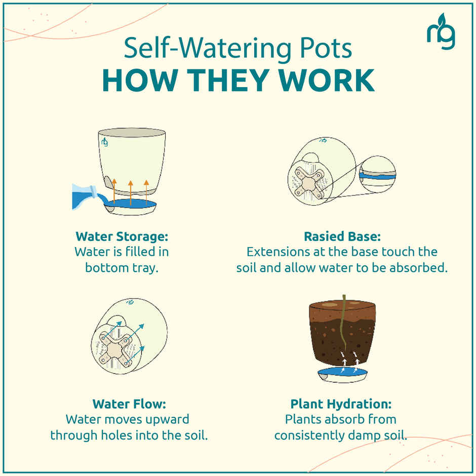 Nurturing Green - Air Purifying Silver Money Plant in Self-Watering Ivory Pot (Size: 11.5 x 11 cm)