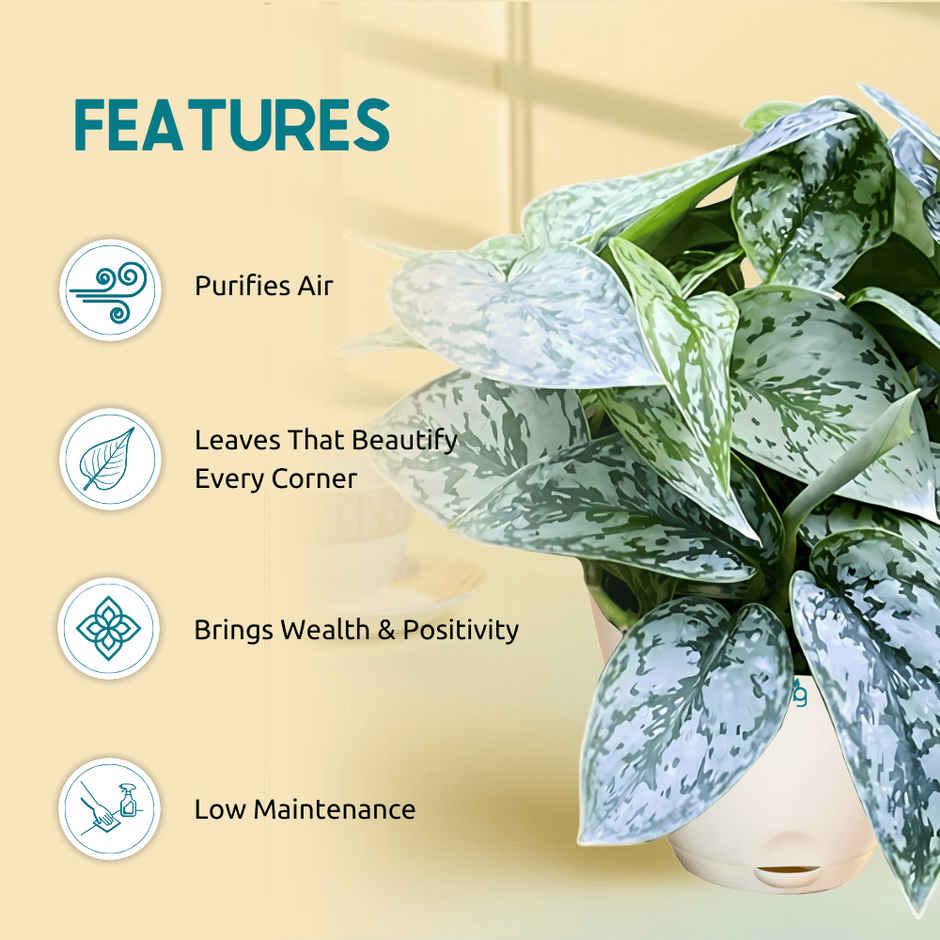 Nurturing Green - Air Purifying Silver Money Plant in Self-Watering Ivory Pot (Size: 11.5 x 11 cm)