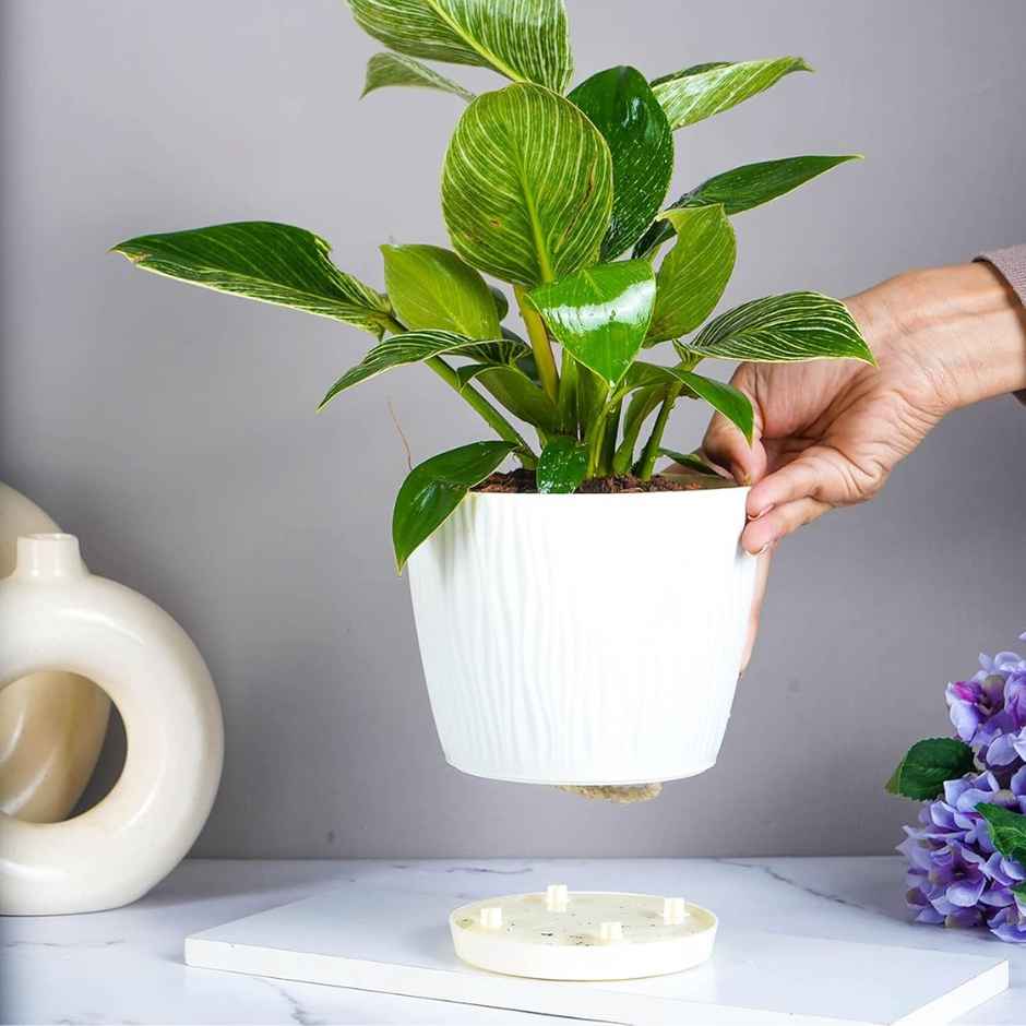 Nurturing Green - Ivory Self Watering Pots with Tray | Set of 5 | Size: 14cm x 12.5cm