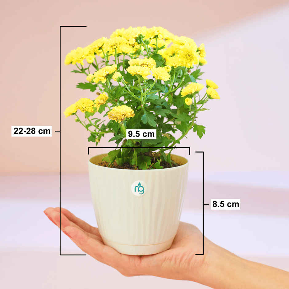 Nurturing Green - Chrysanthemum Yellow Indoor Plant in Self Watering Ivory Pot (Size: 11.5 x 11 cm)