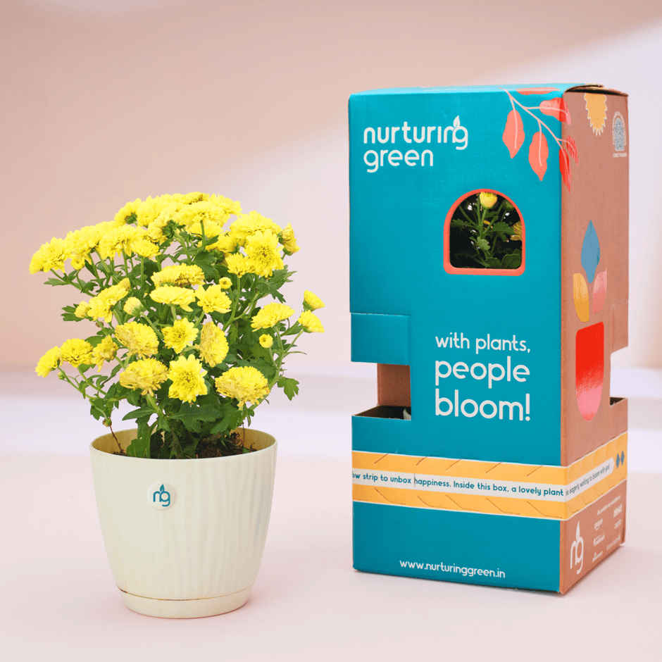 Nurturing Green - Chrysanthemum Yellow Indoor Plant in Self Watering Ivory Pot (Size: 11.5 x 11 cm)