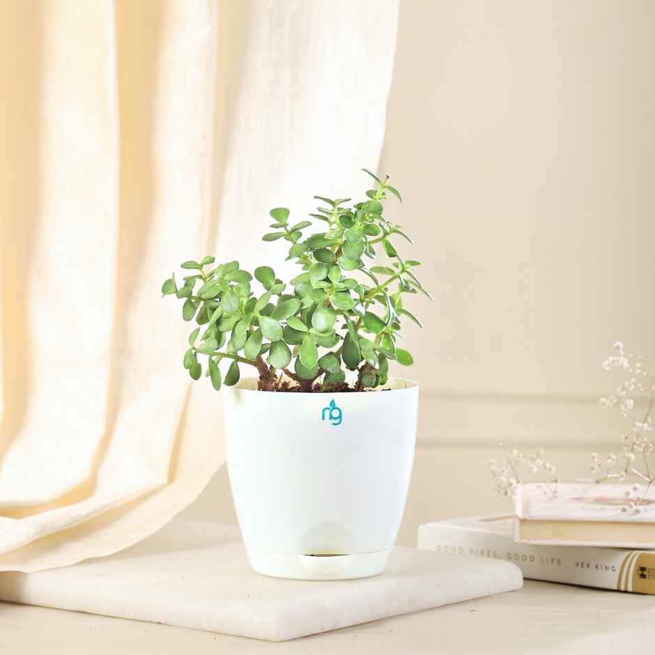 Nurturing Green - Self Watering Pots for Plants | Set of 10 | White | Size: 11.5cm x 11cm