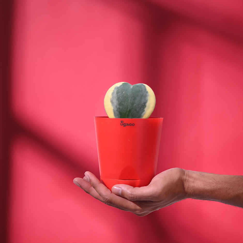 Ugaoo Heart Hoya Verigated Plant With Red Self Watering Pot(1pc) & Fnp Radiant Red Rose Bouquet(1pc) Combo