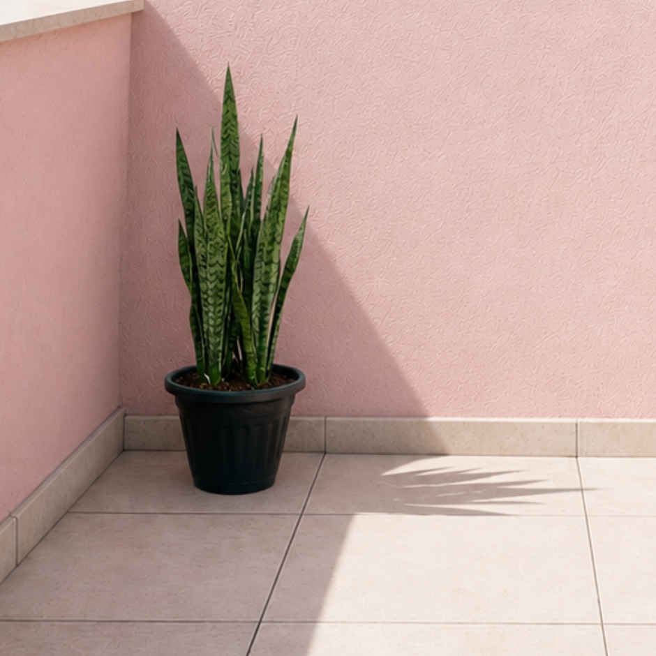 Zamia Plastic Garden Pot | 8 inch | Black | Pack of 1 | By Nurturing Green