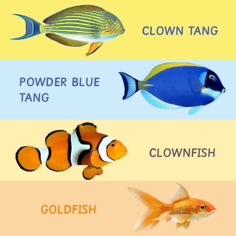 Ariro Toys Rotating Puzzle - Fish