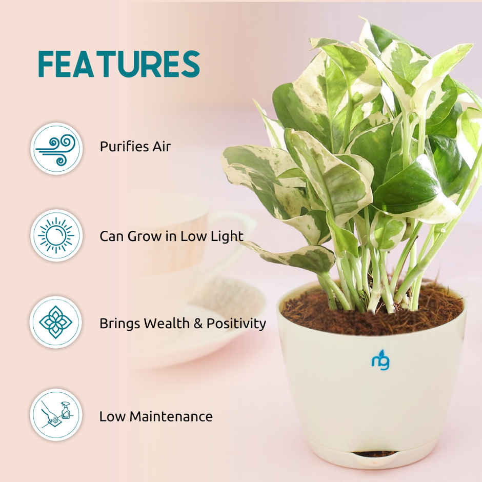 Nurturing Green - Air Purifying Njoy Money Plant in Self-Watering Ivory Pot (Size: 8 x 6.5 cm)