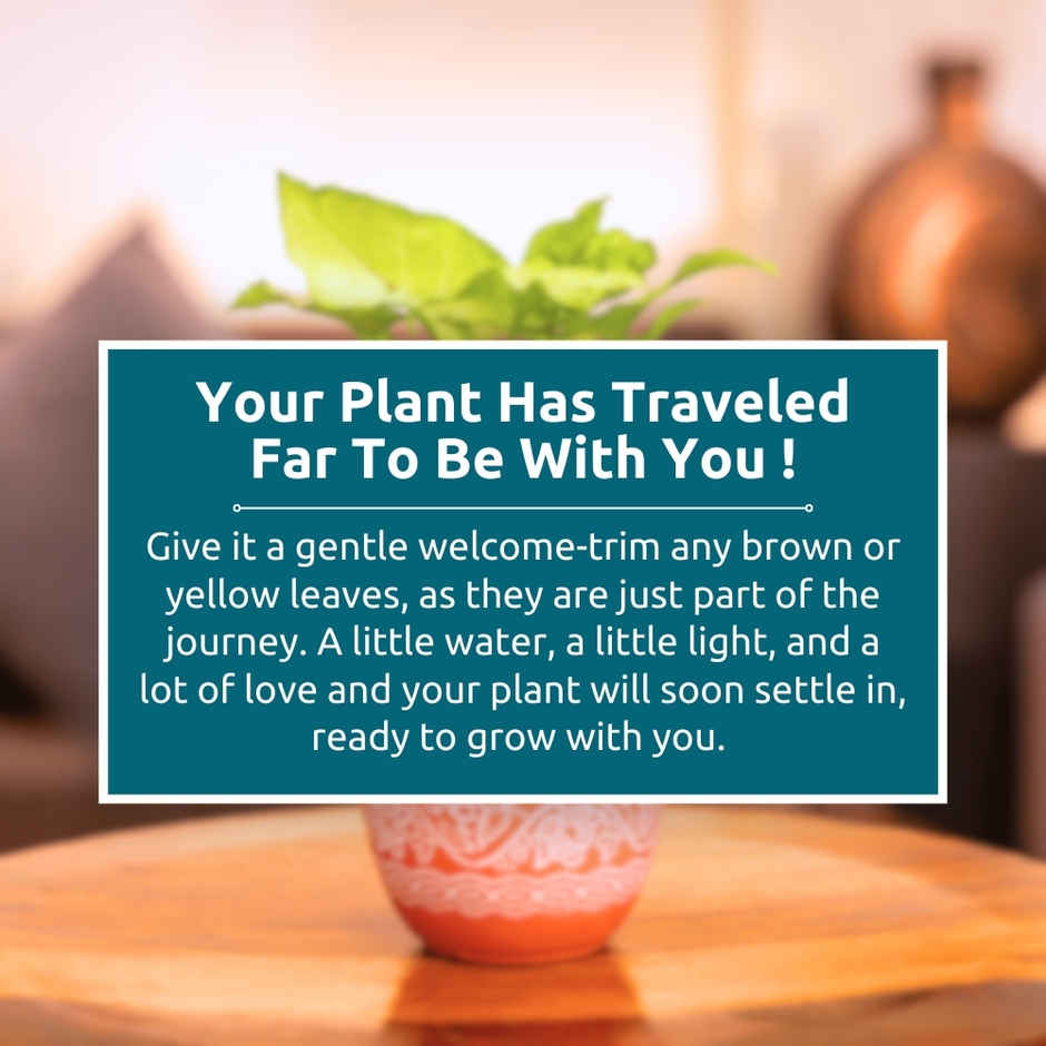 Nurturing Green - Syngonium White Indoor Plant in Printed Terracotta Planter (Size: 10 x 8 cm)