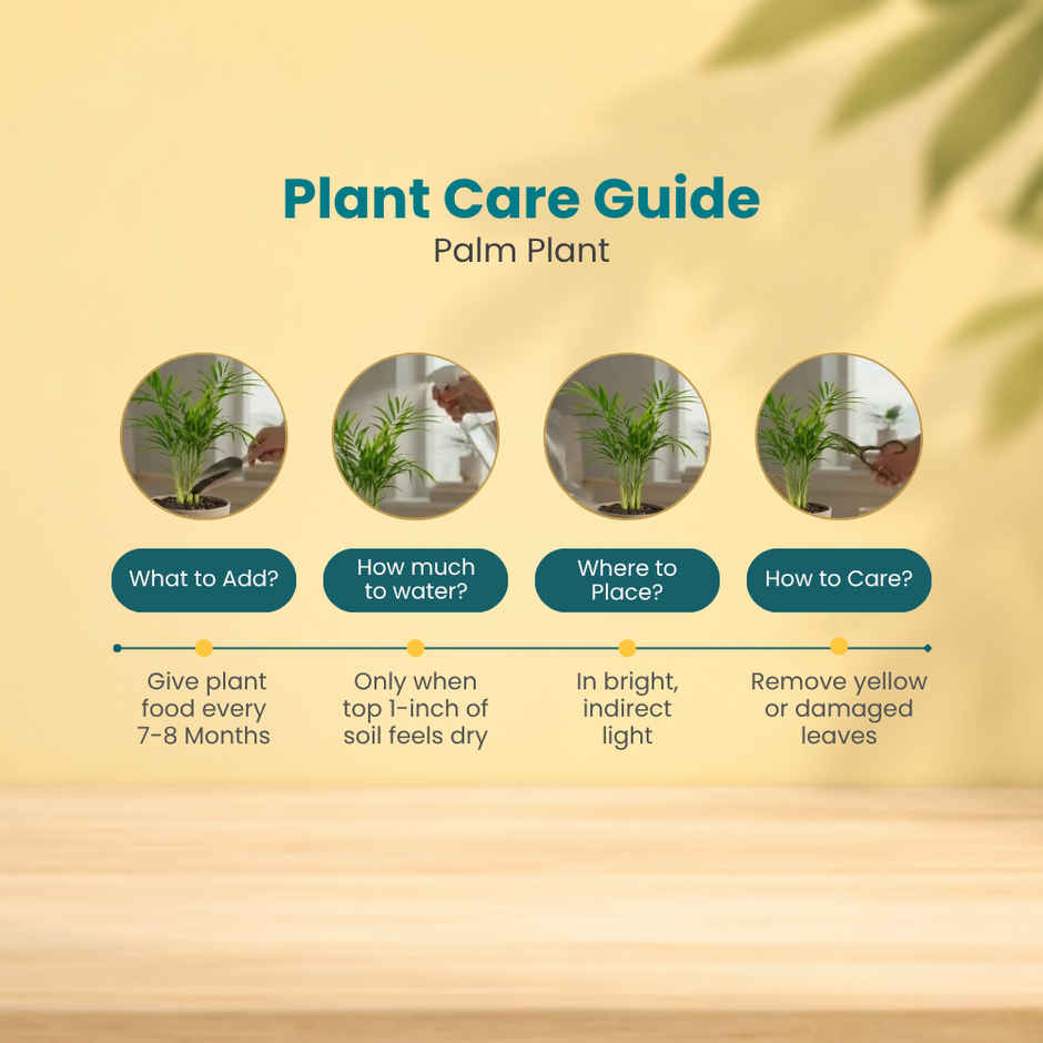 Nurturing Green Chamaedorea Palm Plant in Self Watering Pot | Gifting & Decor