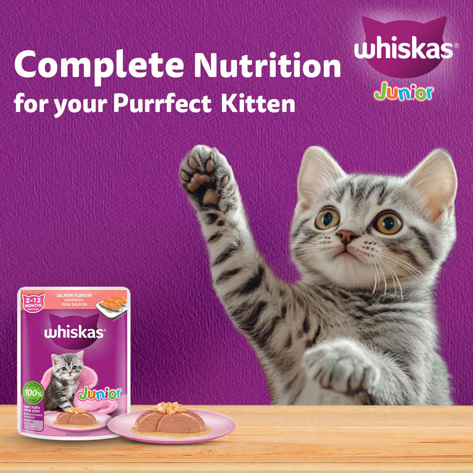 Whiskas Kitten Wet Cat Food Salmon in Jelly