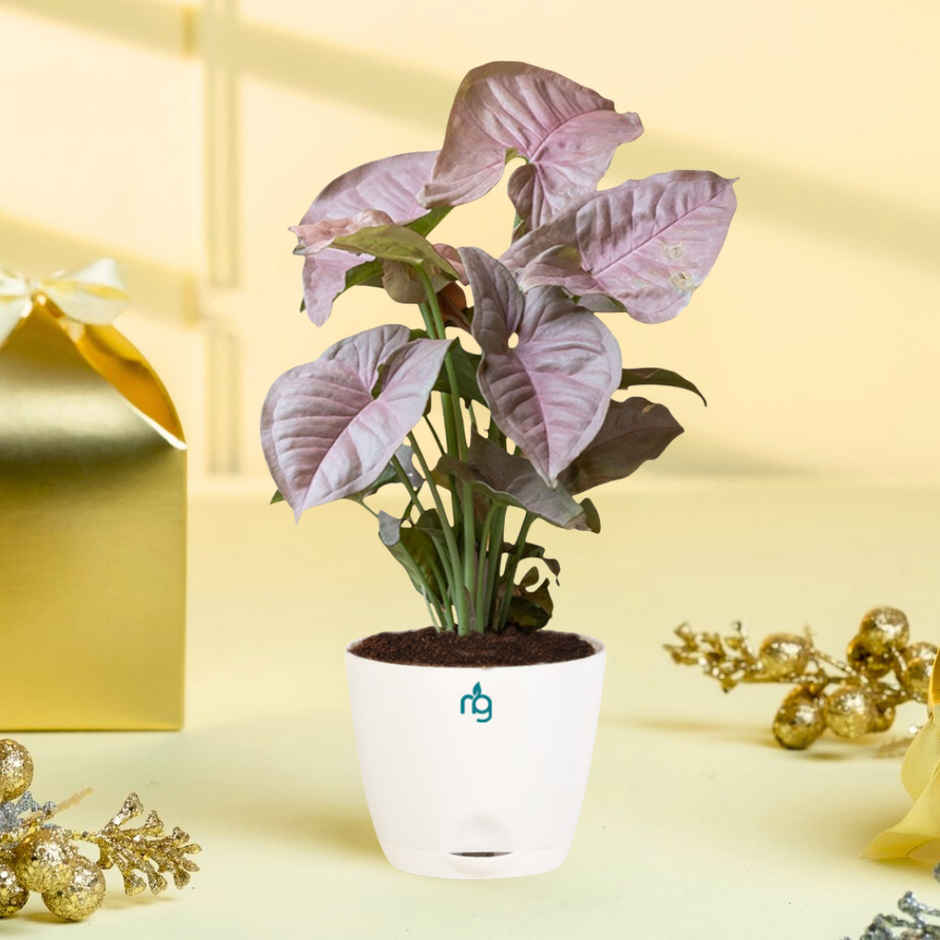 Nurturing Green - Syngonium Pink Plant in Self Watering Pot (Ivory, 8cm x 6.5cm) | Indoor Plants