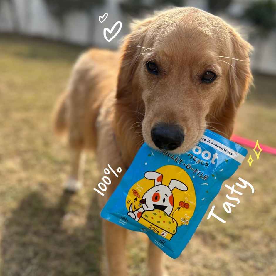 Sploot Millet O Fish Fresh Food For Dogs