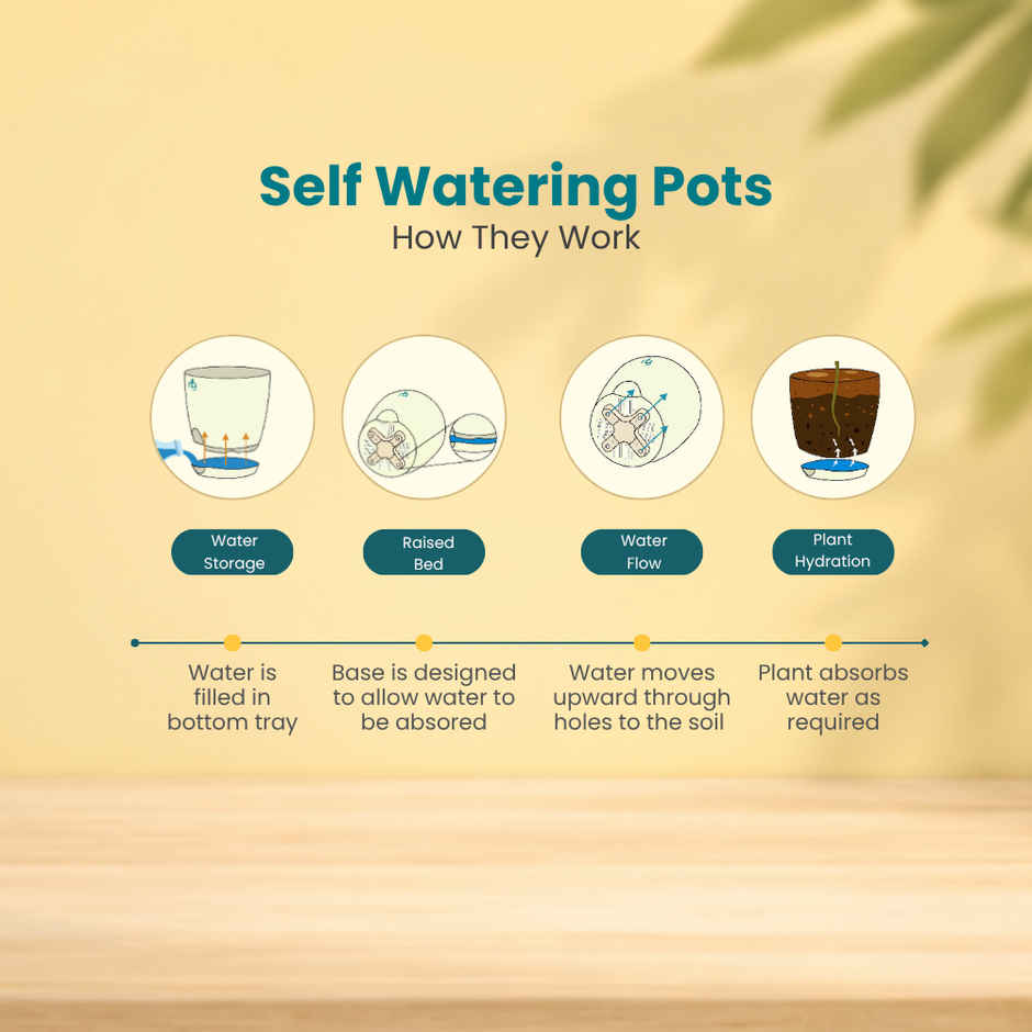 Nurturing Green Air Purifying Njoy Money Plant in Self Watering Ivory Pot | Gifting & Decor
