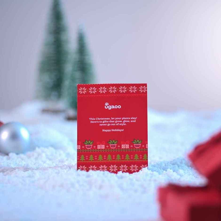 Natural Christmas Tree with Krish Pot 