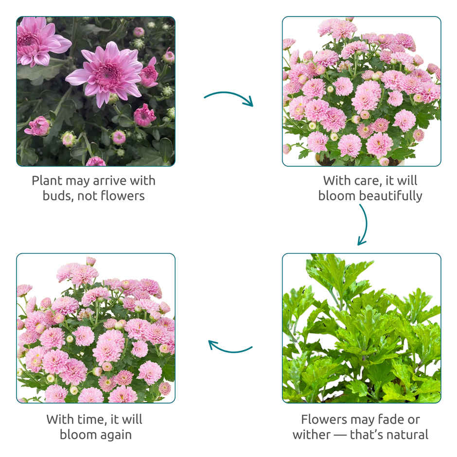 Nurturing Green Chrysanthemum Multiflora Light Pink Flowering Plant in Ivory Pot