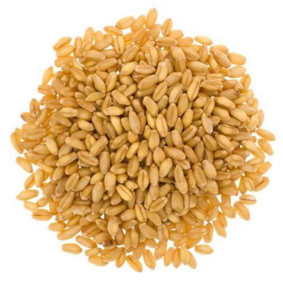 Khetika Lokwan Wheat