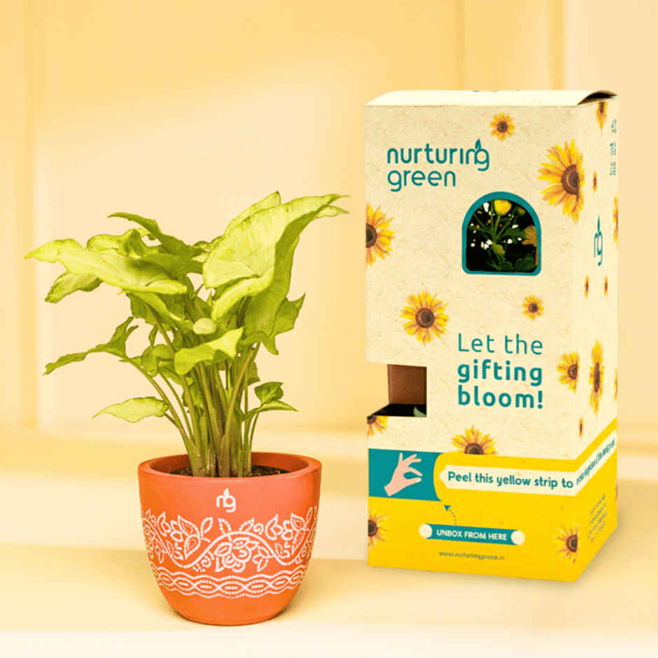 Nurturing Green - Syngonium White Indoor Plant in Printed Terracotta Planter (Size: 10 x 8 cm)