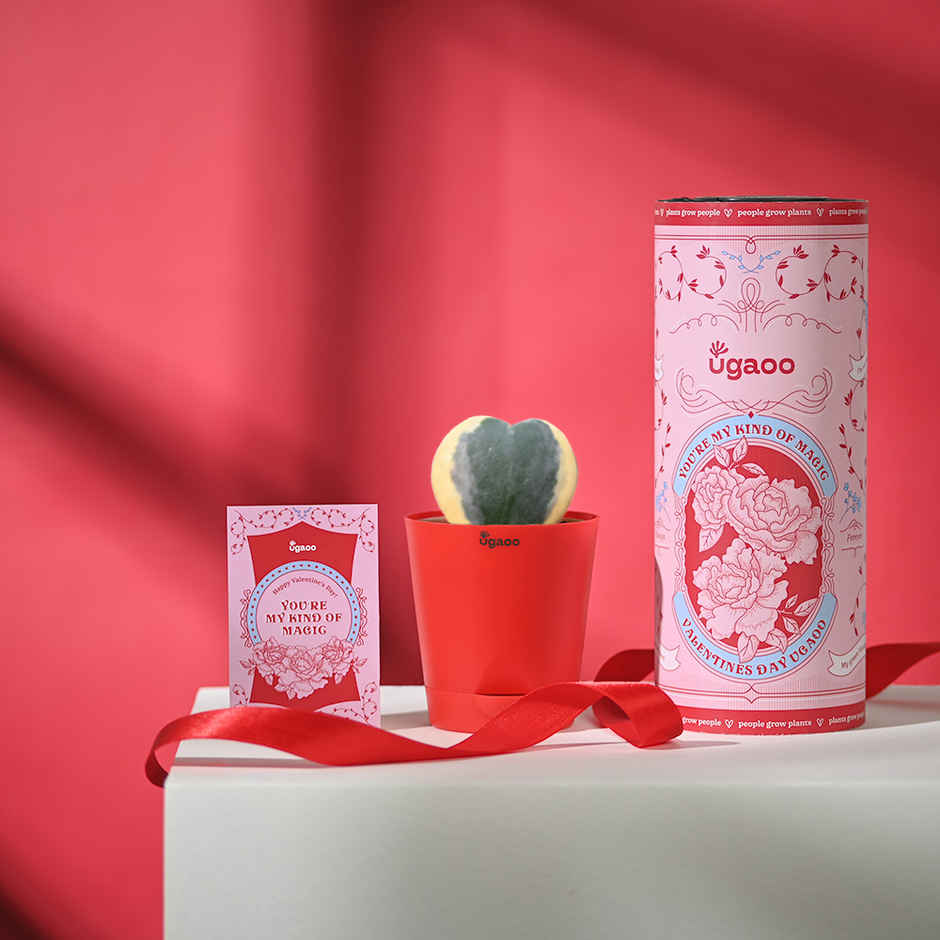 Ugaoo Heart Hoya Verigated Plant With Red Self Watering Pot(1pc) & Fnp Radiant Red Rose Bouquet(1pc) Combo